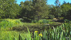 Sunny Sunday May afternoon by the pond