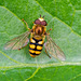 Hover fly