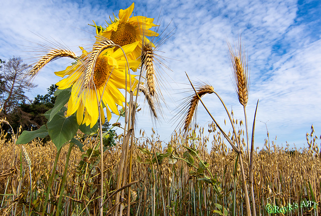 Ein Gefühl von Sommer