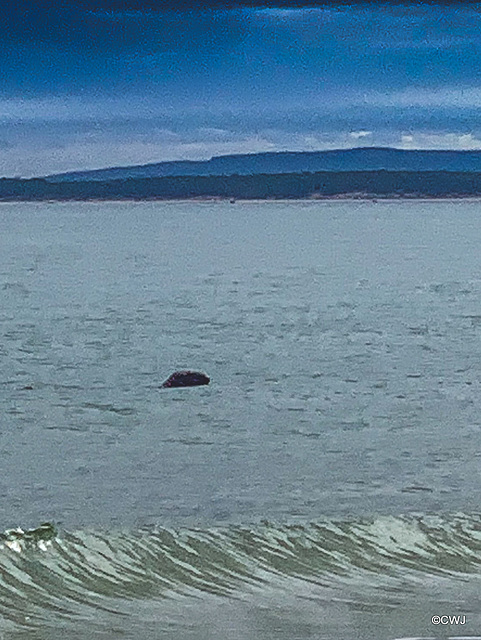 Seal off Findhorn Beach