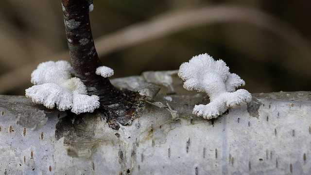 Champignon