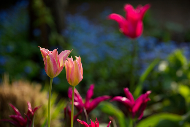 Tulpenensemble