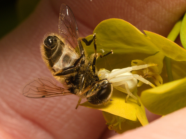 EF7A2545HoverflyandSpider