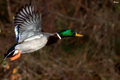 Male mallard