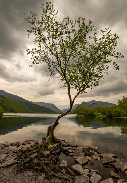 The lone tree, Lake Padarn