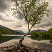 The lone tree, Lake Padarn