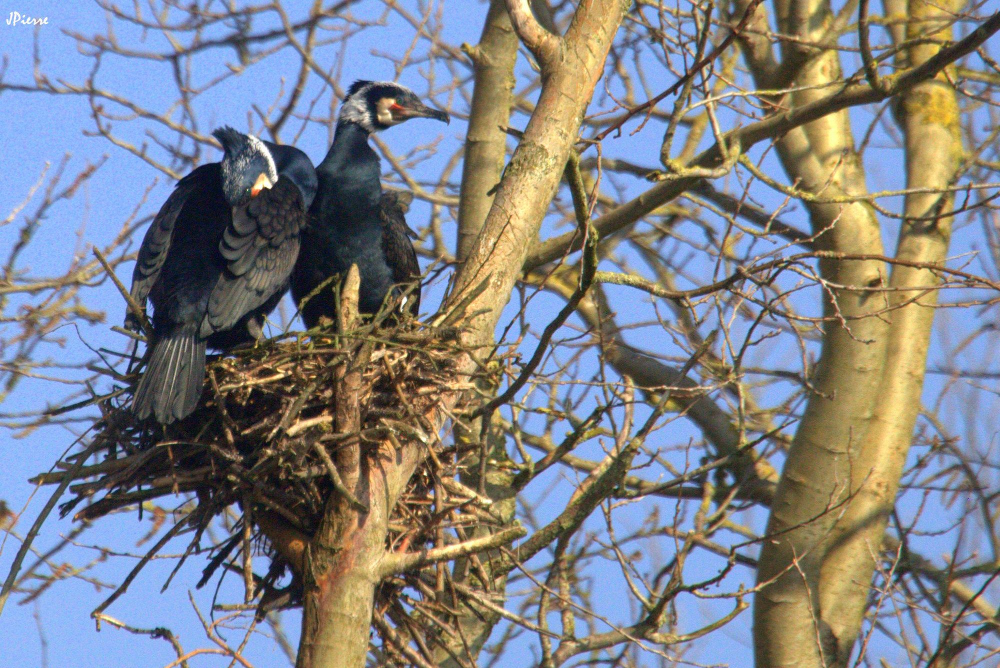 Duo de cormorans