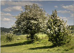 Pitstone Hill, Herts.