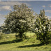 Pitstone Hill, Herts.