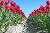 Nederland - Noordoostpolder