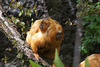 Goldene Löwenäffchen (Zoo Zürich)