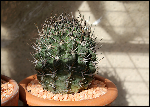 Eriosyce sp