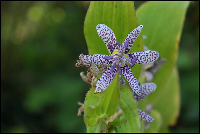 Tricyrtis hirta (3)