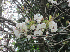 The blossom has only been out a couple of days, so when it all comes out - wonderful