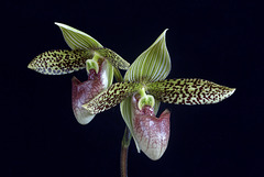 Paphiopedilum sukhakulii