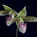 Paphiopedilum sukhakulii