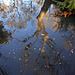 Autumn Reflections 2