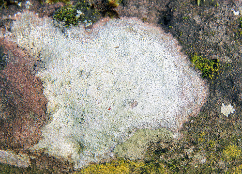 Crustose lichen on sandstone. Possibly Lecanora muralis