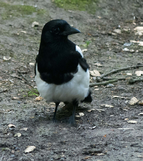 Magpie (1)