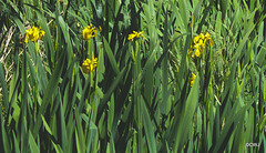 The Flag Iris are beginning to flower
