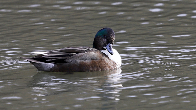 Suis un canard à bavette ou plastron