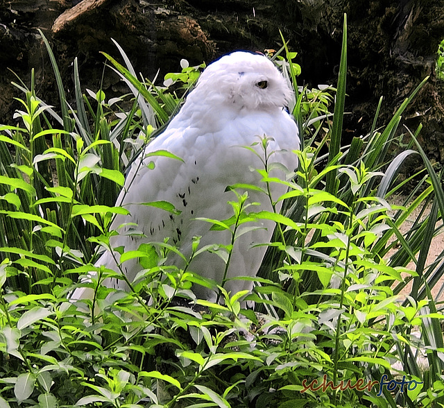 Schnee Eule im Krefelder-Zoo