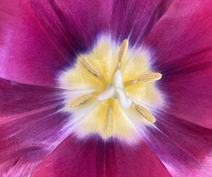 Tulip