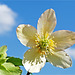 Helleborus niger