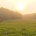 grazing in fog