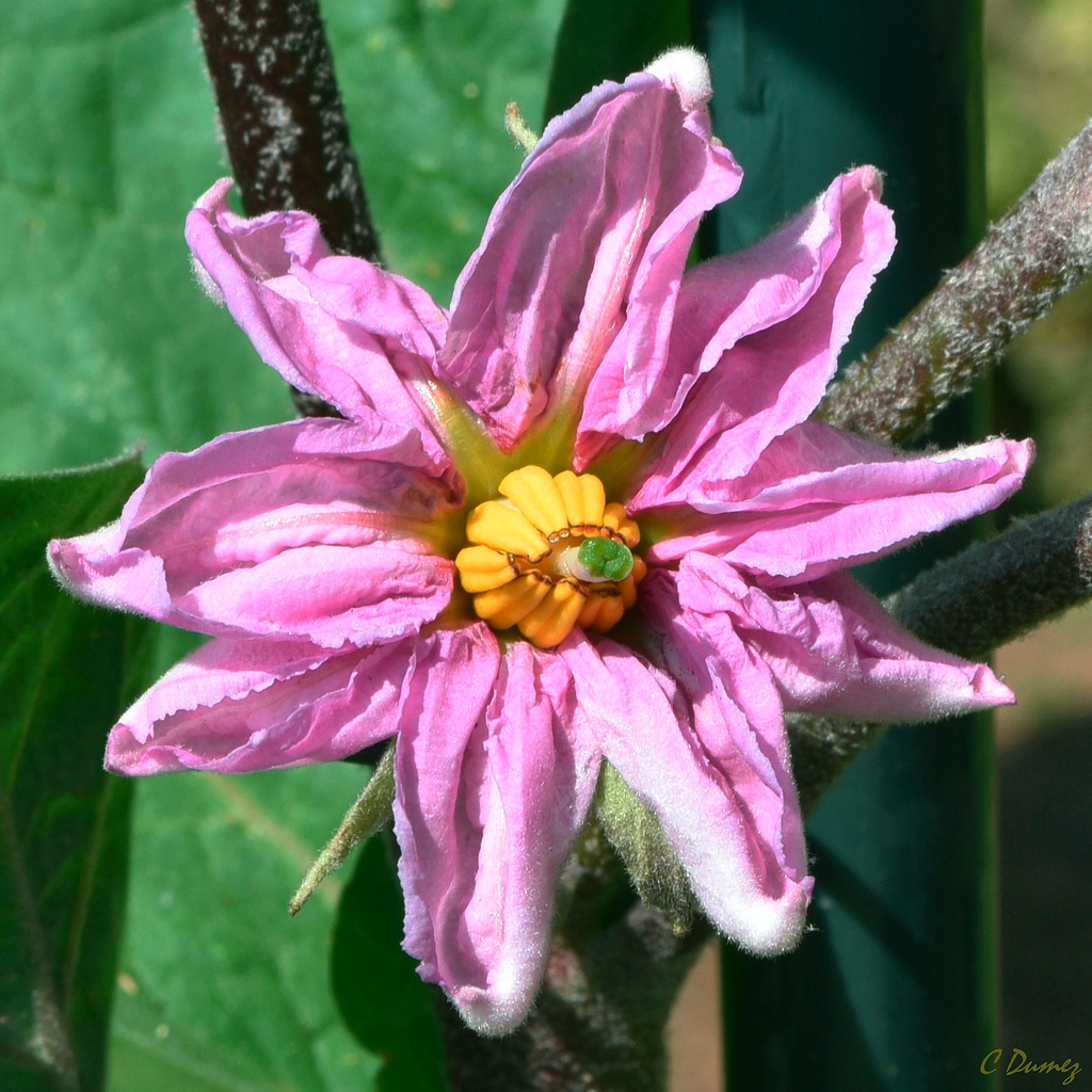 Fleur d'aubergine