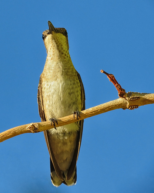 Hummingbird