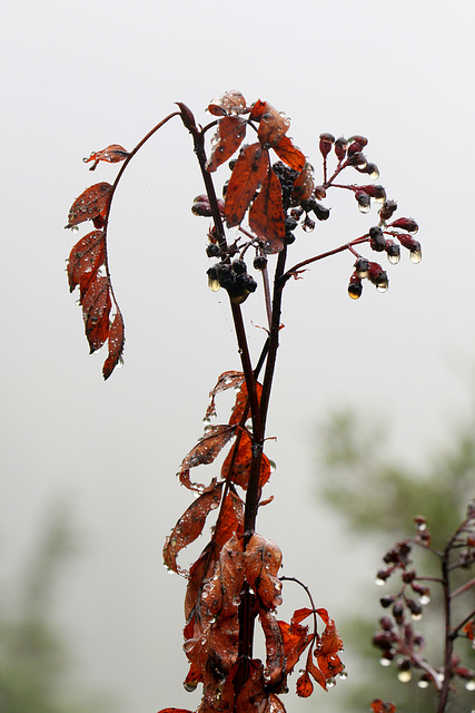 Sitka Mountain-ash Sitka Mountain-ash