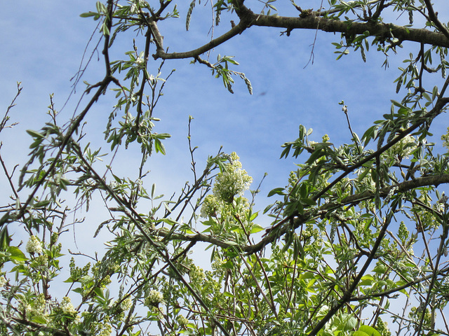 Yep the white lilacs are going to  give a good show this year I think