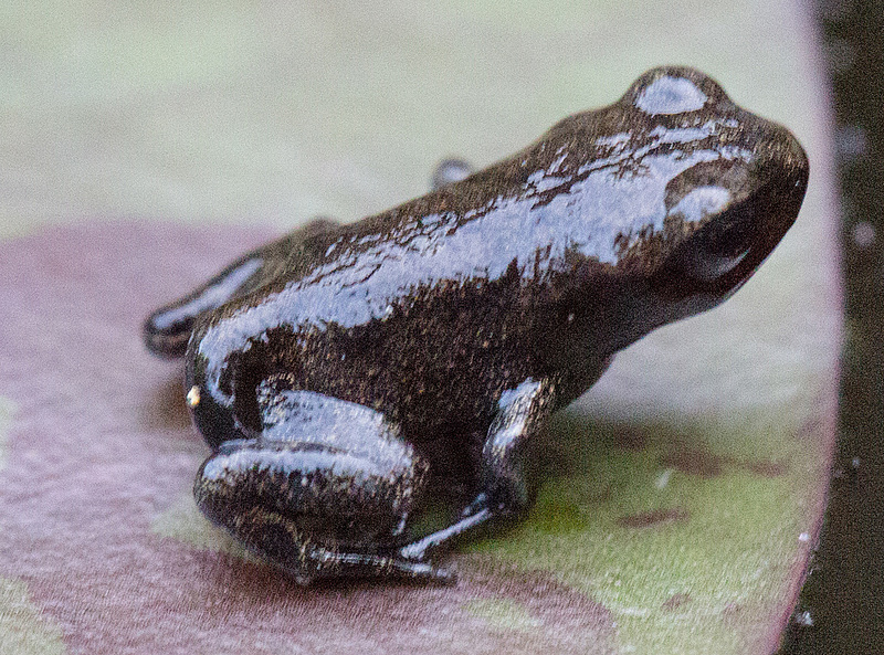 20160628 1949VRMw [D~LIP] Erdkröte (Bufo bufo), Bad Salzuflen