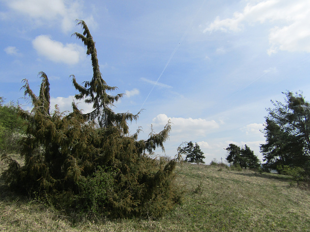 der Hexenbaum