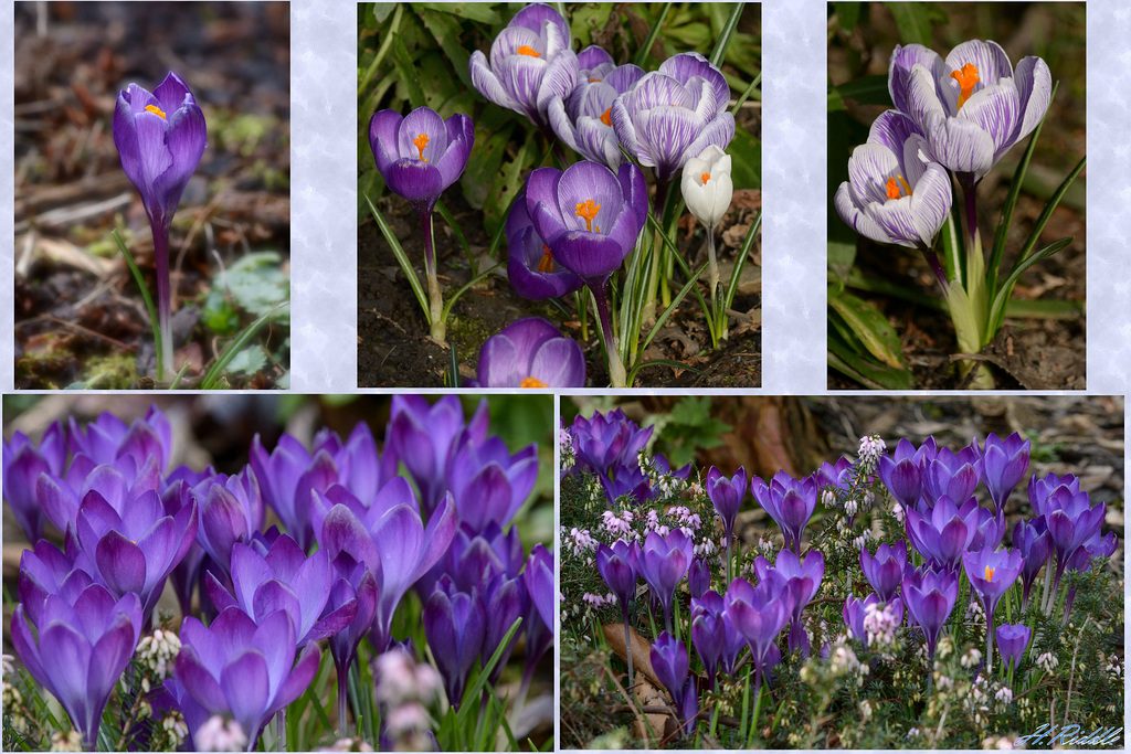 Its Crocus day!