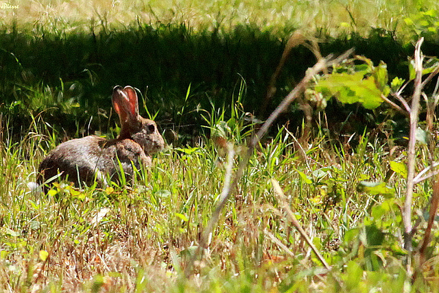 Lapin de garenne