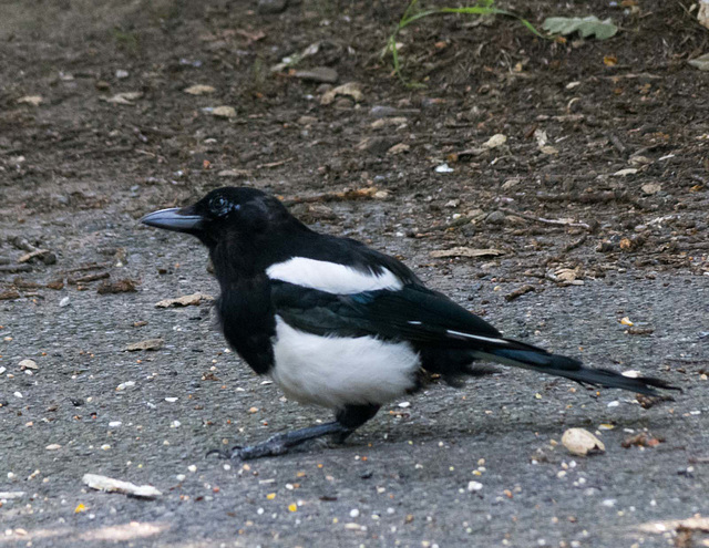 Magpie (2)