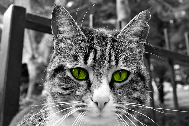 Cat with green eyes!