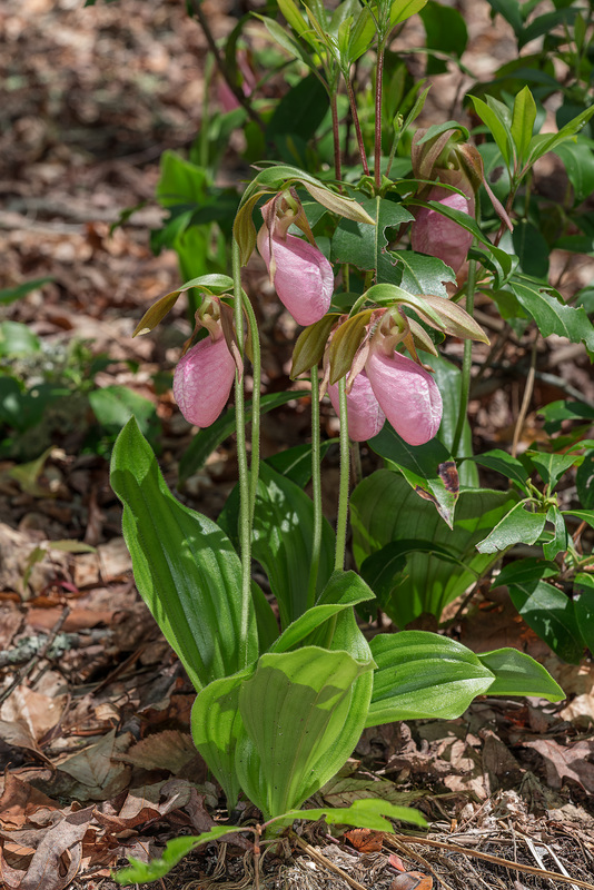 Cypripedium acaule (Pink Lady's-slipper orchid)