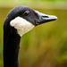 Canada goose