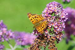 Polygonia c-album auf Sommerflieder