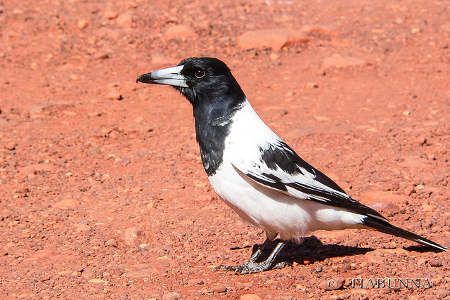 Pied Butcher Bird