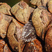 20221027 1908CPw [D~LIP] Mauerassel (Oniscus asellus), Fichtenzapfen, Bad Salzuflen