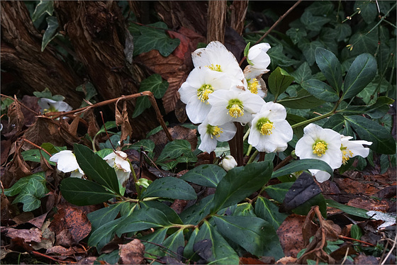 Christrosen am Zaun