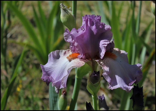 Iris Glory Bound