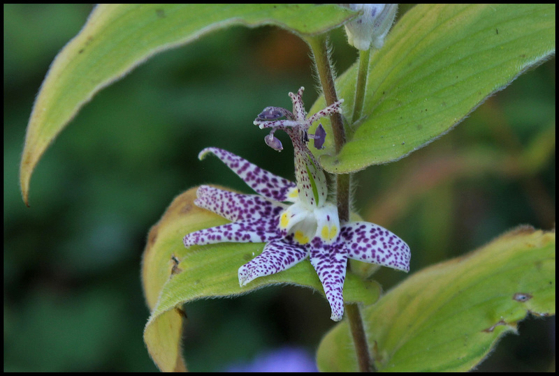 Tricyrtis hirta (4)