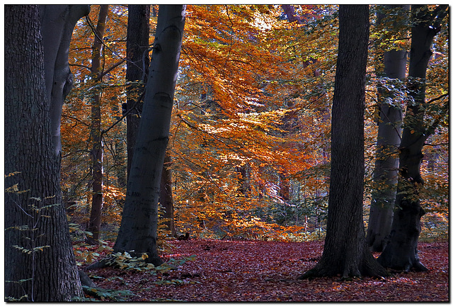 Herbstwald