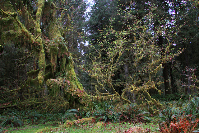 Mossy Giant