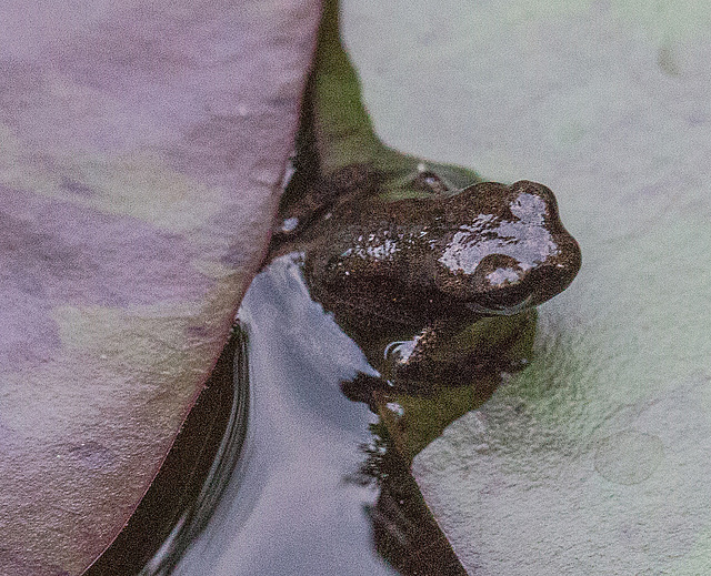 20160628 1954VRMw [D~LIP] Erdkröte (Bufo bufo), Bad Salzuflen